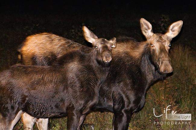 I can't believe we actually saw a moose family along the Kancamagus Highway in NH!